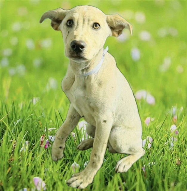 MORRIS - Labrador Retriever available for adoption