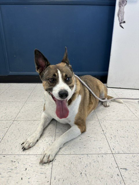 EZRA - German Shepherd Dog / Husky available for adoption