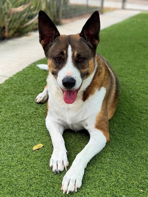 EZRA - German Shepherd Dog / Husky available for adoption