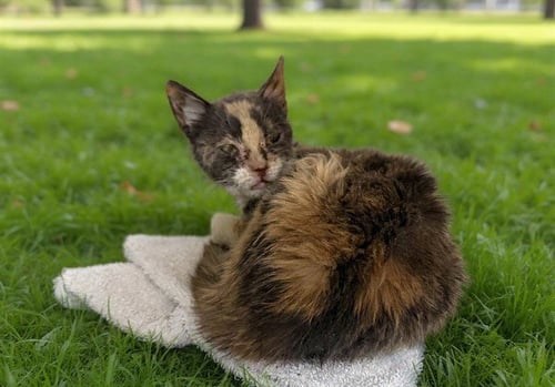 MOSAIC - Domestic Medium Hair for adoption in Simi Valley