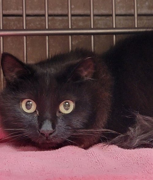 STORM - Domestic Short Hair available for adoption
