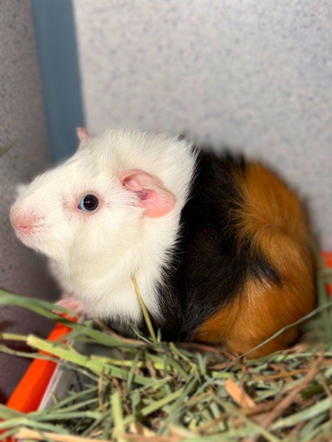 A5805714 - Guinea Pig available for adoption