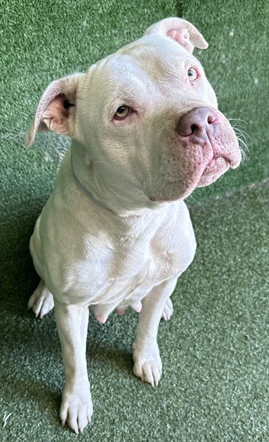 AMBER - Pit Bull Terrier available for adoption