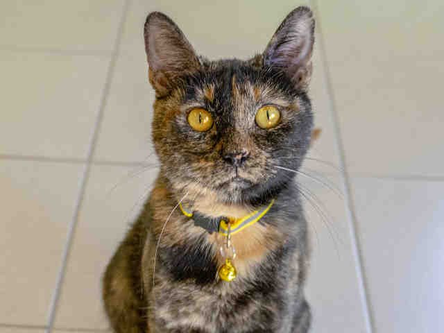 GRETA Image