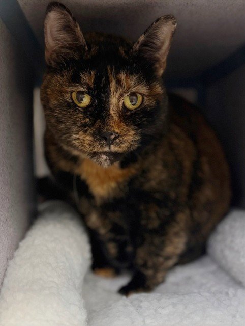 GRETA - Domestic Short Hair for adoption in Simi Valley