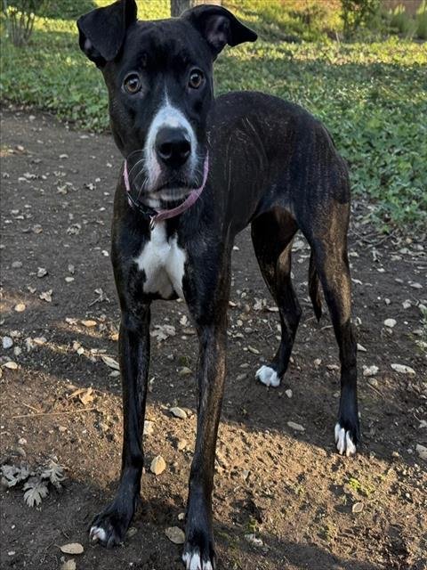 PEBBLES - Boxer available for adoption