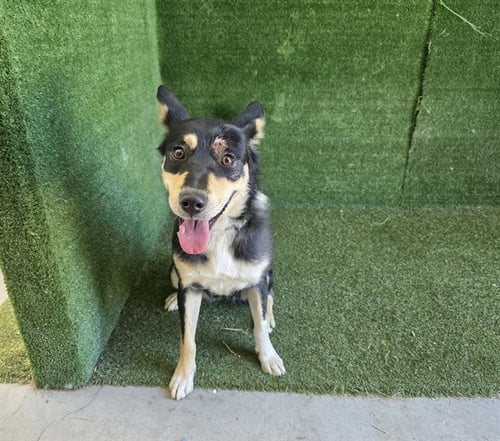 ELLA - German Shepherd Dog available for adoption
