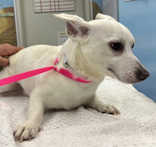 PEPE - Chihuahua available for adoption