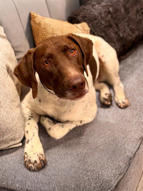 A5778776 - German Shorthaired Pointer available for adoption