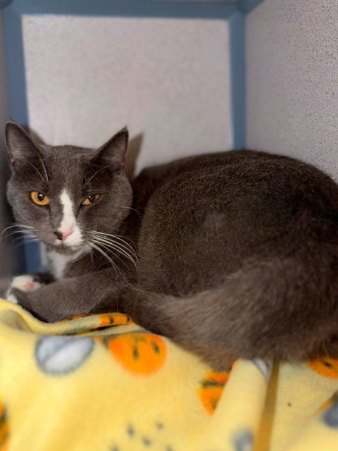 SLASHER - Domestic Short Hair available for adoption