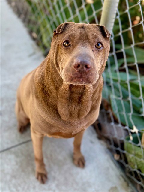 KAHLUA Image