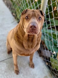 KAHLUA - Photo 1