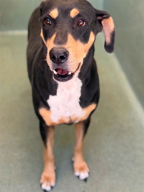 PUPP - Rottweiler available for adoption