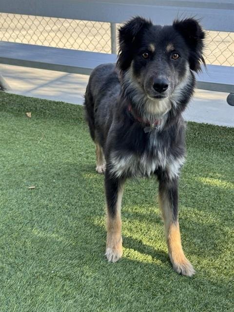 MAMA BEAR - German Shepherd Dog available for adoption