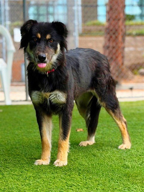 MAMA BEAR - German Shepherd Dog available for adoption