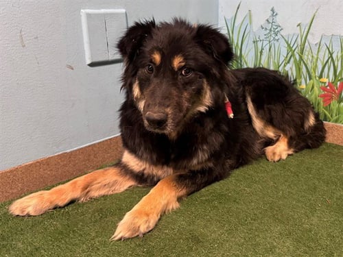 MAMA BEAR - German Shepherd Dog available for adoption