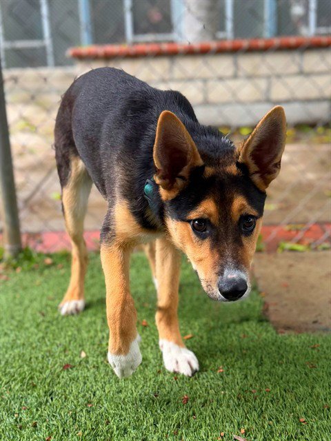 EGGIE - German Shepherd Dog available for adoption