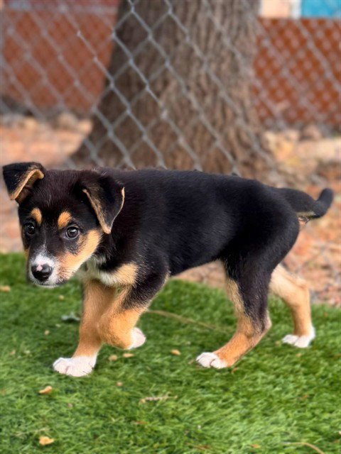 EDDIE - German Shepherd Dog available for adoption
