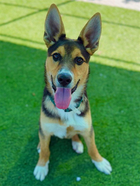 EGGIE - German Shepherd Dog available for adoption