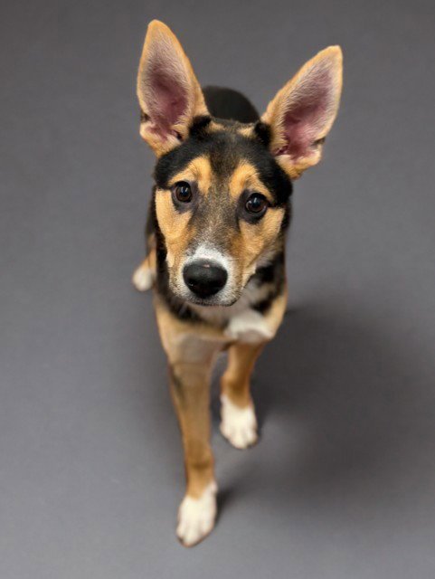EGGIE - German Shepherd Dog available for adoption