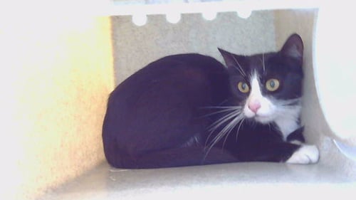 *JACK* JACQUE - Domestic Short Hair available for adoption