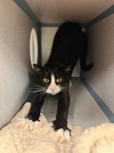 *JACK* JACQUE - Domestic Short Hair available for adoption