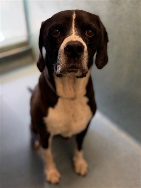 SAGE - Basset Hound / Labrador Retriever available for adoption