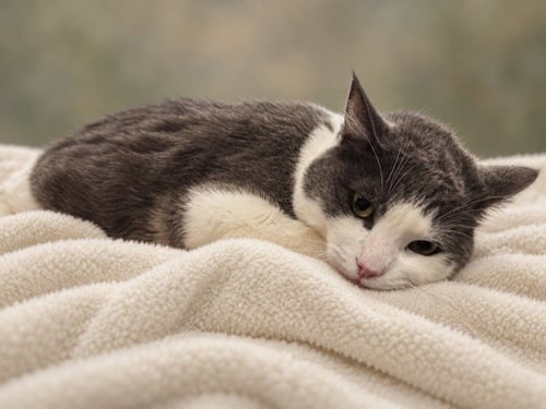 BIGBOY - Domestic Short Hair available for adoption