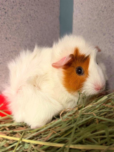 A5805716 - Guinea Pig available for adoption