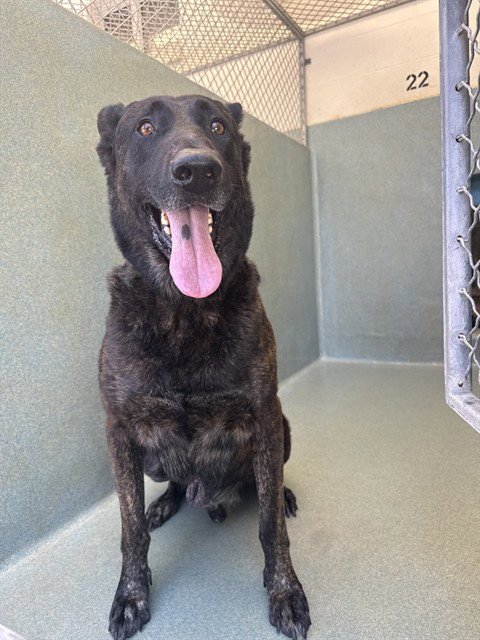 SHADOW - Dutch Shepherd available for adoption
