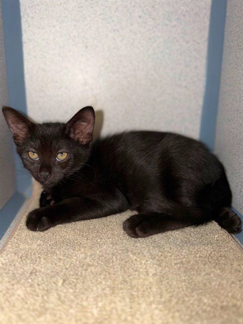 AULANI - Domestic Short Hair available for adoption