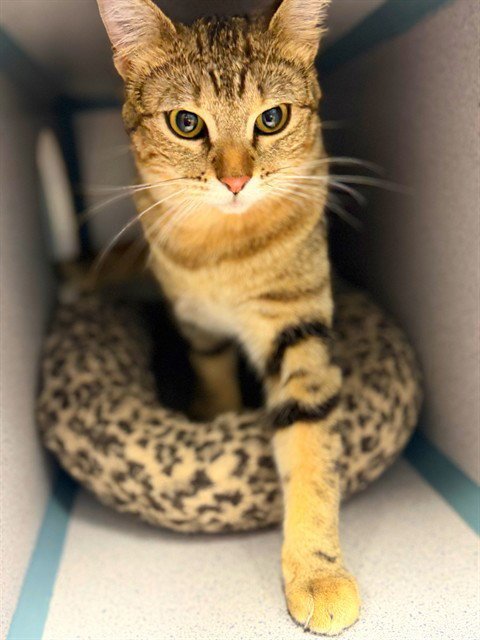 MAKI - Domestic Short Hair for adoption in Simi Valley