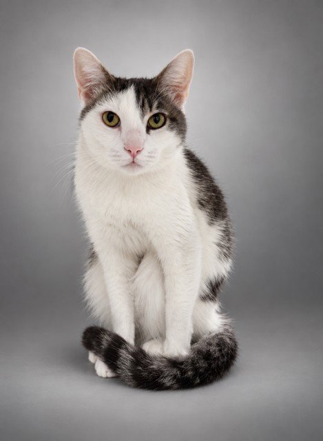 JAHEIM - Domestic Short Hair available for adoption