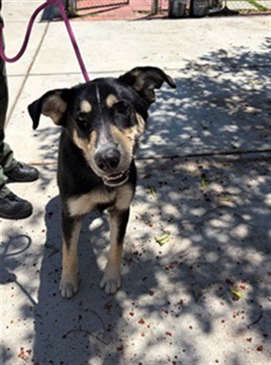 JULIUS - German Shepherd Dog available for adoption