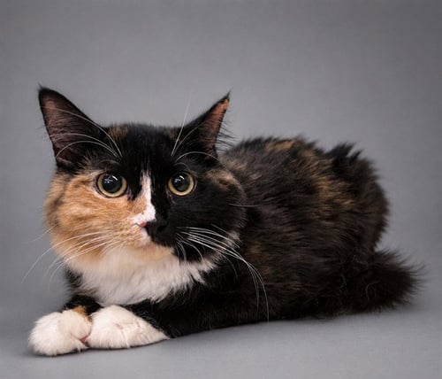 FI FI - Domestic Medium Hair available for adoption