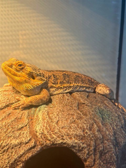 DRAGON - Lizard available for adoption