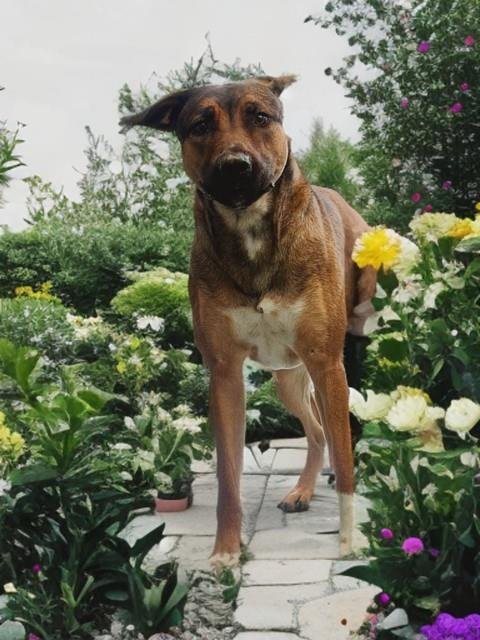 WILLOW - Belgian Shepherd Malinois / Pit Bull Terrier available for adoption