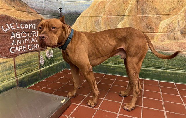 SCOOBY - Mastiff for adoption in Thousand Oaks