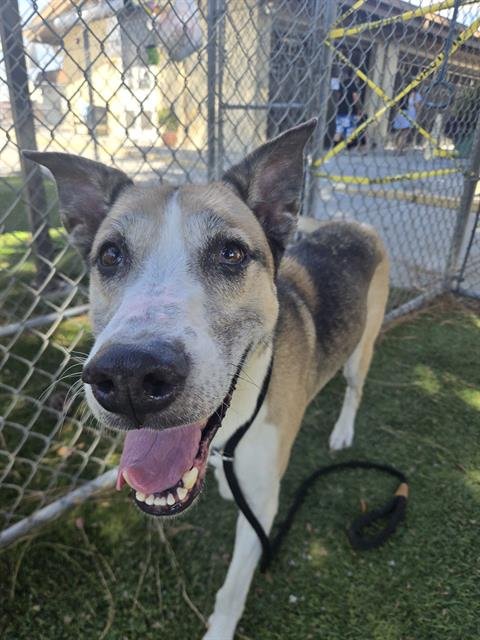 BAILEY - Siberian Husky for adoption in Thousand Oaks