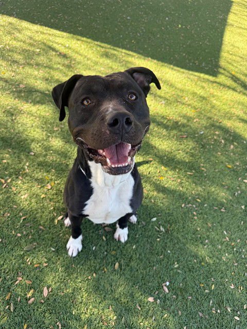 RUFUS - Pit Bull Terrier available for adoption