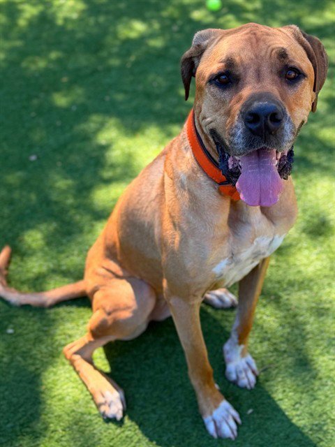 ZOEY - Mastiff available for adoption
