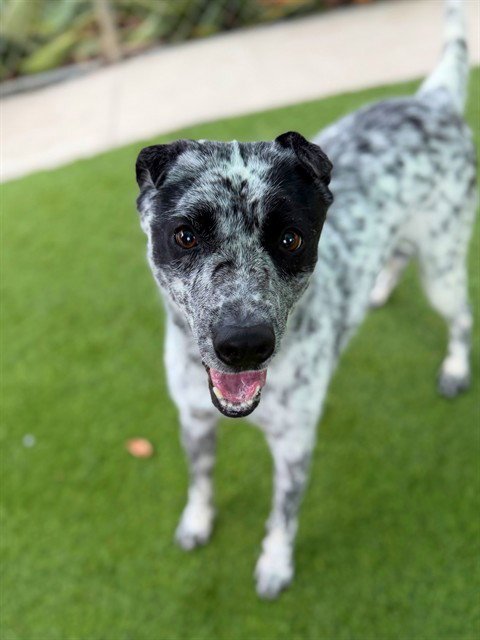 SQUIRREL - Australian Cattle Dog/Blue Heeler available for adoption
