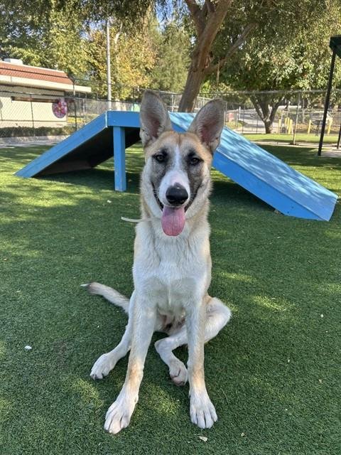 NORA - German Shepherd Dog / Siberian Husky available for adoption