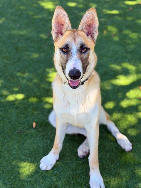 NORA - German Shepherd Dog / Siberian Husky available for adoption