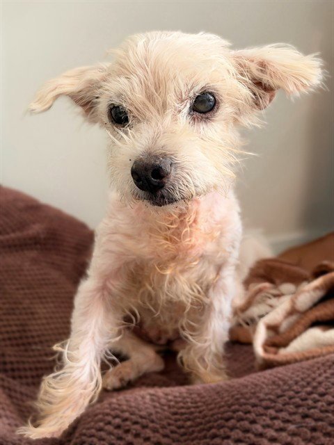 GOLDIE - Terrier available for adoption