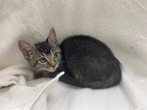 ARYA - Domestic Short Hair available for adoption