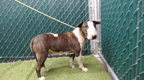 NUGGET - Bull Terrier available for adoption