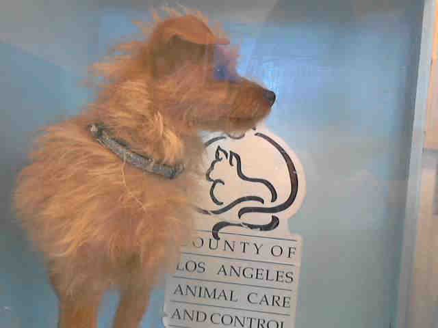 QUINN - Terrier for adoption in Thousand Oaks