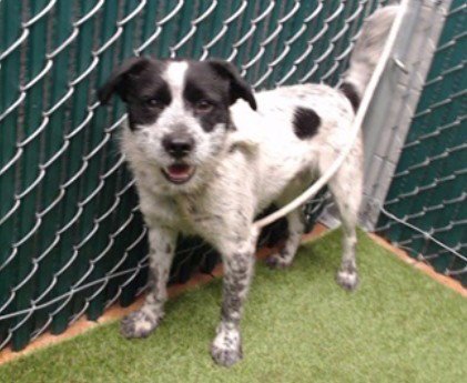 DOUGIE - Australian Cattle Dog/Blue Heeler / Terrier available for adoption