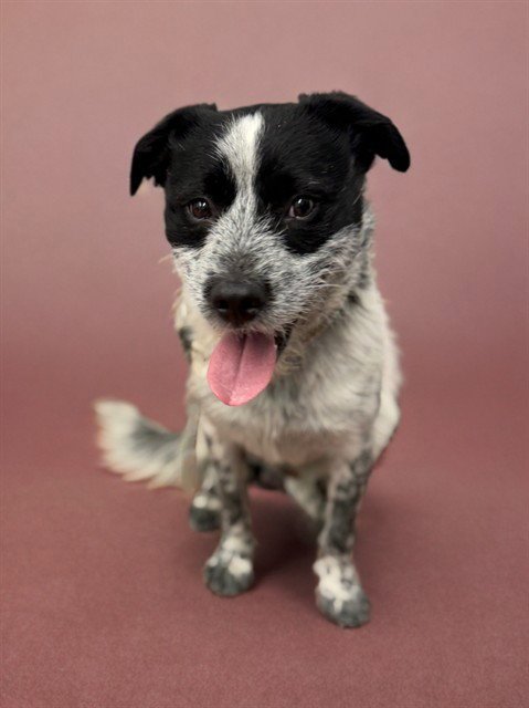 DOUGIE - Australian Cattle Dog/Blue Heeler / Terrier available for adoption